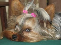 Yorkshire Terrier Puppy Black And Brown Yorkshire Terrier Pictures And Photos 1 Yorkshire Terrier Yorkie Dog Breeds Pictures