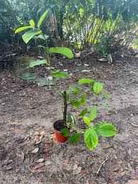 Image result for Ficus sycomorus