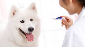 Learn A Dogs Normal Body Temperature
