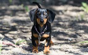 Find dachshund puppies and breeders in your area and helpful dachshund information. 10 Things You Probably Don T Know About Dachshunds