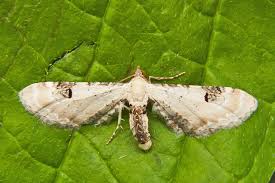 Image result for Eupithecia centaureata