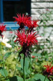 Image result for Monadenium fwambense