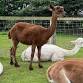 Breakfast with our alpacas event image