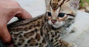 Baby Cheetah Cat Cute Kitten Bestfriends Love Animal Friends Pet Animals At Repinned Net