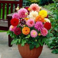 Annual plants & flowering annuals to brighten any space. Dahlia Decorative Mixed Bulbs 12 Count Pack Container Flowers Container Gardening Flowers Dahlia Flower Arrangements
