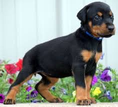 Black And Tan Doberman Puppies For Sale Female Doberman Puppy For Sale In Usa European Bloodlines Born May 24 2017 Doberman Pinscher Doberman Pinscher Dog Doberman Puppy