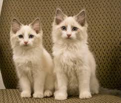 Adoptable dogs & cats in los angeles. Teacup Ragdoll Cheap Online