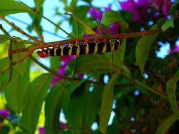 Superbe Chenille Martinique Antilles Francaises Photo De Romy77 Plant Leaves Plants Leaves