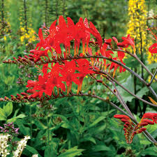 In addition to recognizing what plants the deer will steer clear of, either due to toxicity or terrible taste, it is important to recognize the plants we love that. Crocosmia Lucifer At Wayside Gardens