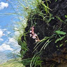 Image result for Dasylepis racemosa