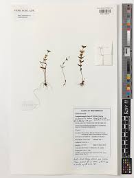 Image result for Linderniella gracilis