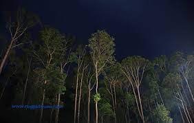 Selain itu, hampir 15% daripada keluasan sebenar hutan simpan Port Dickson Bercuti Sambil Belajar Mengenai Alam Di Eco Edutourism Hutan Simpan Sungai Menyala