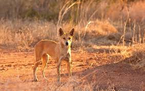 If you are ever unsure what to feed your fox check with your exotics vet for. Inside Australia S War On Invasive Species Scientific American