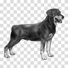 Det senaste om svenska kennelklubben. Cartoon Dog Labrador Retriever Smaland Hound Rottweiler Cane Corso Svenska Kennelklubben Puppy World Dog Show Transparent Background Png Clipart Hiclipart