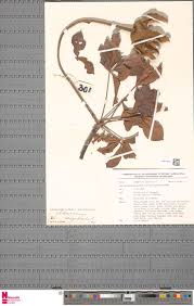 Image result for Ochthocharis dicellandroides