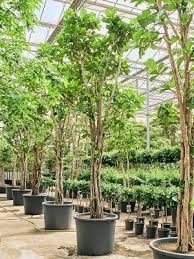 Image result for Ficus lyrata