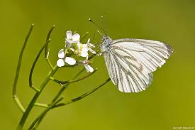 Image result for Pieris napi