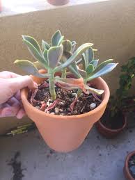 'fred ives' ( graptopetulum paraguayense × echeveria gibbiflora ) (baynes): My Graptoveria Fred Ives Hasn T Been Doing Very Well It S Losing Leaves And The Remaining Leaves Feel Thin And Less Juicy Than Usual I Water It About Once A Week Could It