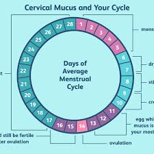I swear if i've been trying at the wrong times imma scream. What Is Egg White Cervical Mucus Ewcm
