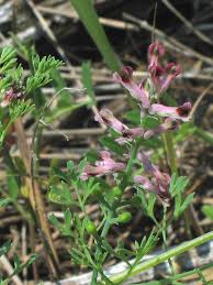 Image result for Fumaria abyssinica