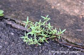 Image result for Oldenlandia corymbosa