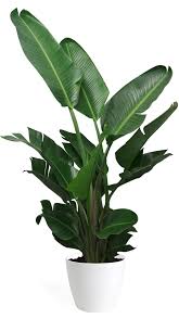 Bird Of Paradise Propagation From Leaf Bird Of Paradise Large Bathroom Plants Birds Of Paradise Plant Plants