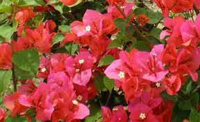 Hay remedio, lee sobre ello y compadécete. Bougainvillea Miss Manila Blooms Orange Red With Green Foliage Tropical Zone 9