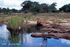 Image result for Najas horrida