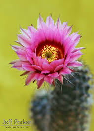 We strive to constantly to bring in new and interesting plants, pottery, and art so that each time you visit there's. Escape Texas Summer Heat Head To The Davis Mountains Jeff S Blog For The Naturally Curious