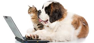 La nuova app fascicolo sanitario. Lombardia Un App Per Trovare Il Cane E Il Gatto Da Adottare Nasce Zampa A Zampa Settenews