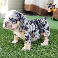Check spelling or type a new query. Price Ranges Welcome To Sandov S English Bulldog
