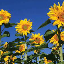 Kenapa diberi nama bunga matahari? Jual Benih Matahari Royal Hybrid 1121 Sunflower F1 Sunflower Seed Di Lapak Agrobenih Bukalapak