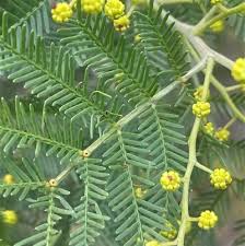 Image result for Acacia kamerunensis