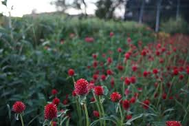 Long stem flowers cosmos flowers fall flowers wedding flowers draw flowers purple flowers flowers today flower sketches flower spray. How To Grow Gomphrena Globe Amaranth For The Cutting Garden The Kokoro Garden