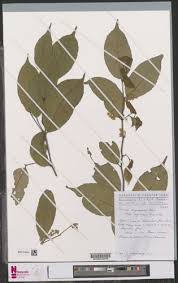 Image result for Rinorea angustifolia