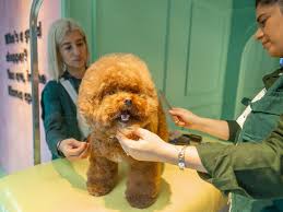 6 beautiful labrador puppies for sale. It S Time For A Treat Klarna Brings Pup Up To London