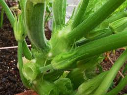 I wondered if it was a disease? Fuzzy White Spots On Zucchini Stem