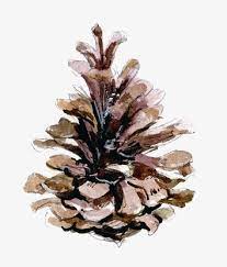 Pinecone Rospisyu Akvarel Akvarel Kak Risovat Risovat