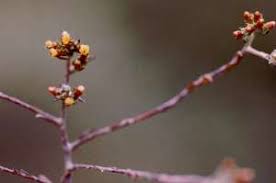 Image result for Helichrysum asperum