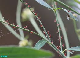 Image result for Phyllanthus pentandrus