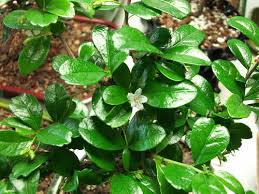 This tea gets its smoky flavour from being smoked over pine fires. Fukien Tea Making A Come Back