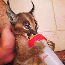 caracal cat caracal cat gorgeous cats cat species