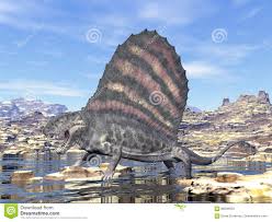 Dimetrodon has a large skull with a temporal fenestra behind each eye orbit on the lateral surface, a distinguishing feature of synapsid skull. Dimetrodon In Der Wuste 3d Ubertragen Stock Abbildung Illustration Von Raub Wildnis 88508453