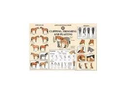 The Pony Club Wall Chart Clipping Trimming Plaiting