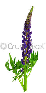Its flowers are pink/pink and in indistinguishable clusters located at the top of the plant in a rounded dome. Lupine Purple Flowers And Green Leaves Isolated On White Background Stock Photo Crushpixel