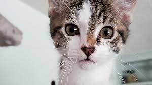 Puppies for sale from dog breeders near salem, oregon. Willamette Humane Whshumane Twitter