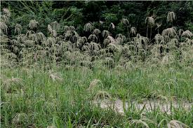 Image result for Eustachys paspaloides