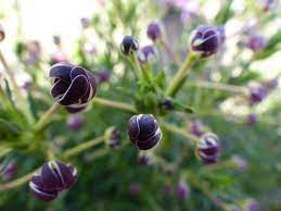 Australian wild flower zaluzianskya divaricata spreading. Zaluzianskya Capensis Midnight Candy Seeds 2 65 From Chiltern Seeds Chiltern Seeds Secure Online Seed Catalogue And Shop