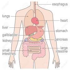 Posted in diagrams women tagged f. Human Body Structure Of Internal Organs Digestive System Female Royalty Free Cliparts Vectors And Stock Illustration Image 155025844