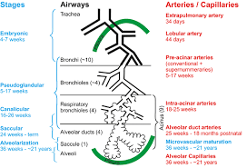 This presentation is made for the purpose of understanding te lungs development and histology. Development Of The Lung Springerlink